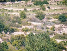 steillage disibodenberg